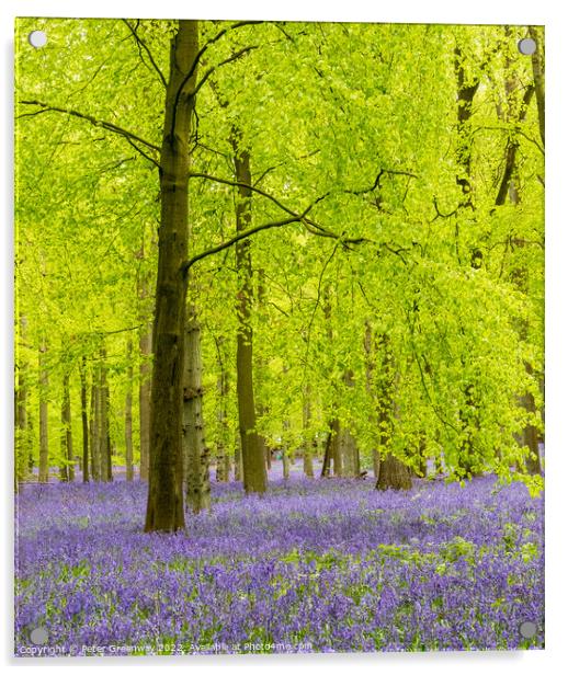 A Carpet Of Bluebells On The Ashridge Estate Acrylic by Peter Greenway