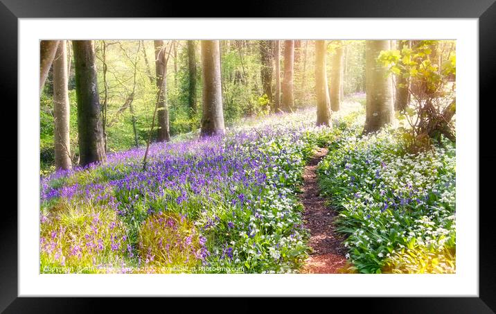 Magical mystical spring forest Framed Mounted Print by Ann Biddlecombe