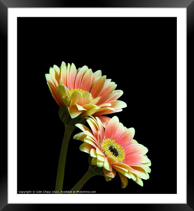 Gerbera pair Framed Mounted Print by Colin Chipp