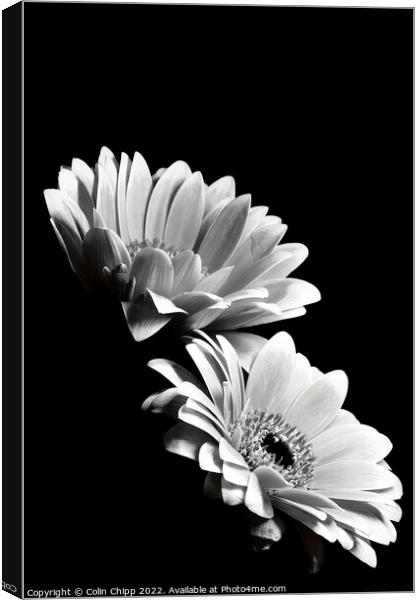 Black and white gerberas Canvas Print by Colin Chipp