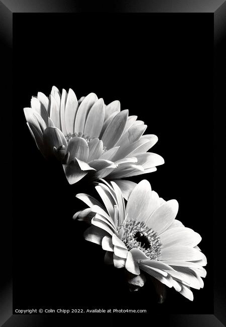 Black and white gerberas Framed Print by Colin Chipp