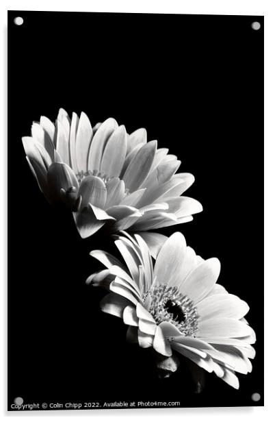 Black and white gerberas Acrylic by Colin Chipp