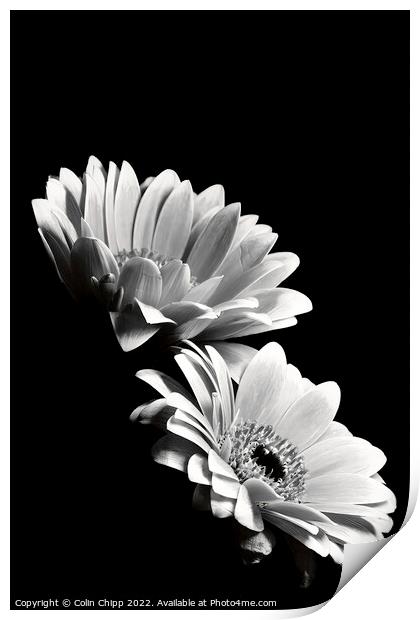 Black and white gerberas Print by Colin Chipp