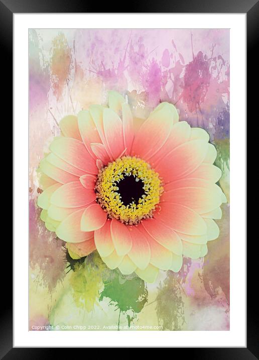 Watercolour gerbera Framed Mounted Print by Colin Chipp