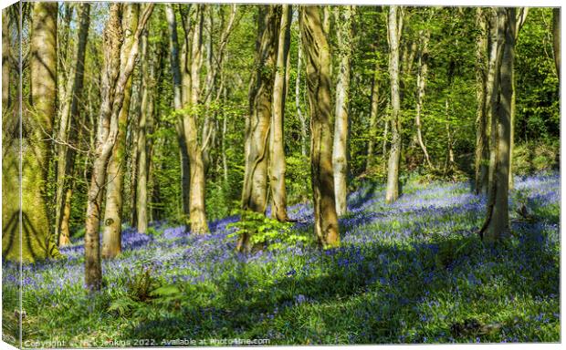 Bluebell Woods at Coed Cefn Crickhowell  Canvas Print by Nick Jenkins