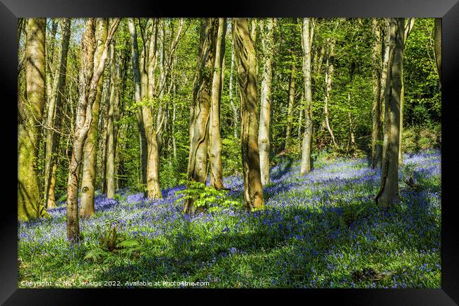 Bluebell Woods at Coed Cefn Crickhowell  Framed Print by Nick Jenkins