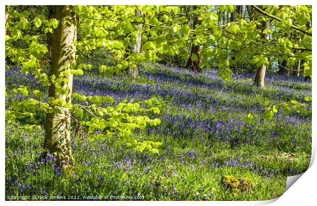 Bluebell Woods at Coed Cefn above Crickhowell  Print by Nick Jenkins