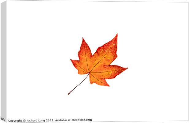 Autumn coloured Acer leaf Canvas Print by Richard Long