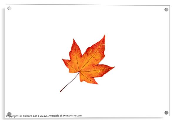 Autumn coloured Acer leaf Acrylic by Richard Long