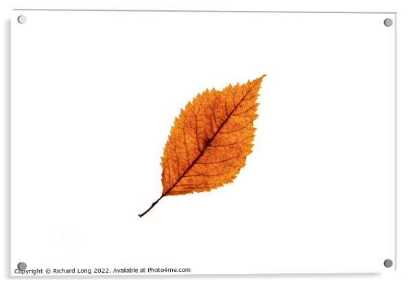 Autumn coloured Beech leaf Acrylic by Richard Long