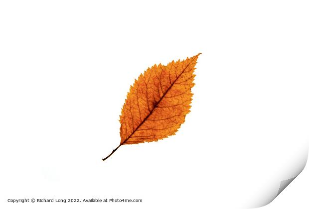 Autumn coloured Beech leaf Print by Richard Long