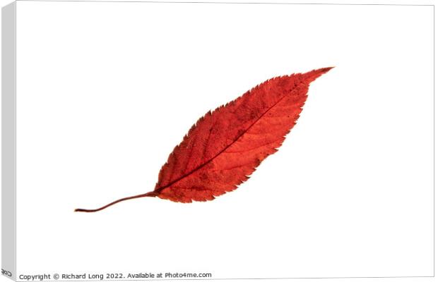 Crack willow leaf Canvas Print by Richard Long