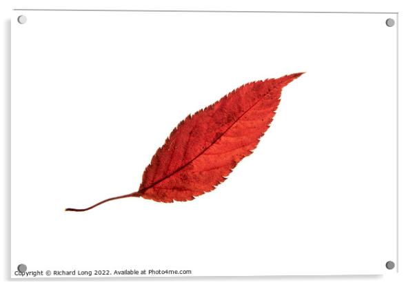 Crack willow leaf Acrylic by Richard Long