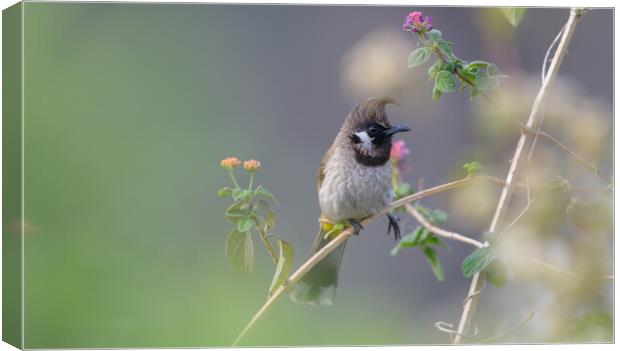 A small bird perched on a tree branch Canvas Print by NITYANANDA MUKHERJEE