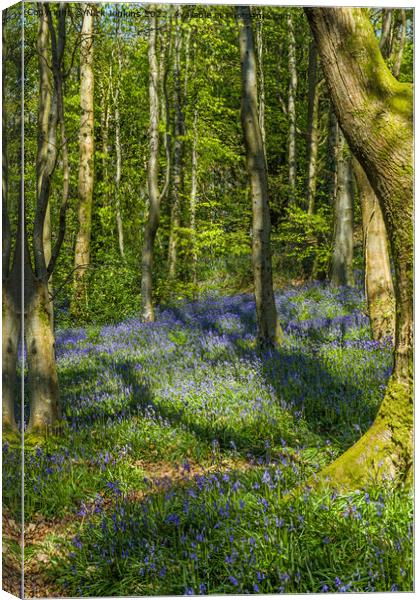 Coed Cefn Bluebell Woods above Crickhowell  Canvas Print by Nick Jenkins
