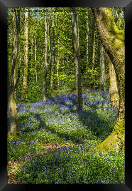 Coed Cefn Bluebell Woods above Crickhowell  Framed Print by Nick Jenkins