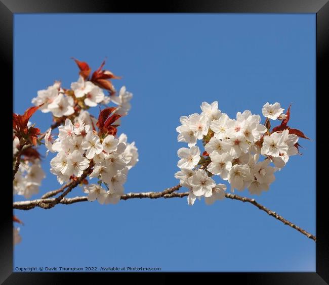 Cherry Blossom Alnwick Garden Framed Print by David Thompson