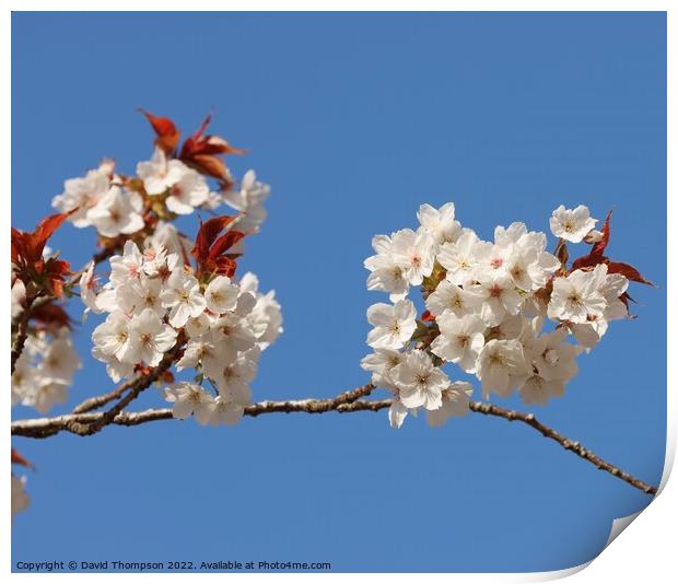 Cherry Blossom Alnwick Garden Print by David Thompson