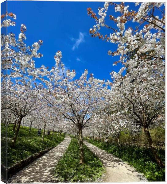 Cherry Blossom Alnwick Garden Canvas Print by David Thompson