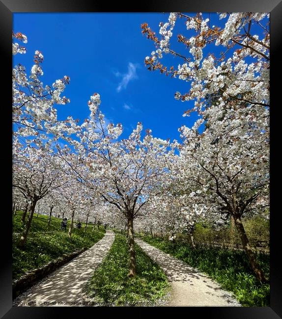 Cherry Blossom Alnwick Garden Framed Print by David Thompson