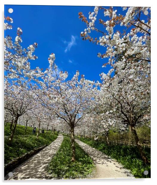 Cherry Blossom Alnwick Garden Acrylic by David Thompson