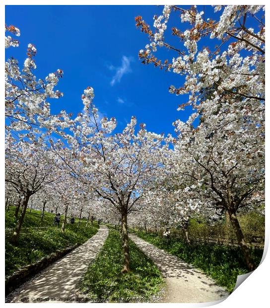 Cherry Blossom Alnwick Garden Print by David Thompson