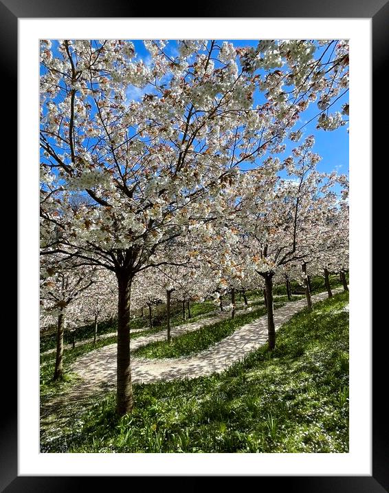 Cherry Blossom Alnwick  Framed Mounted Print by David Thompson