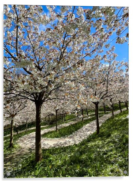 Cherry Blossom Alnwick  Acrylic by David Thompson