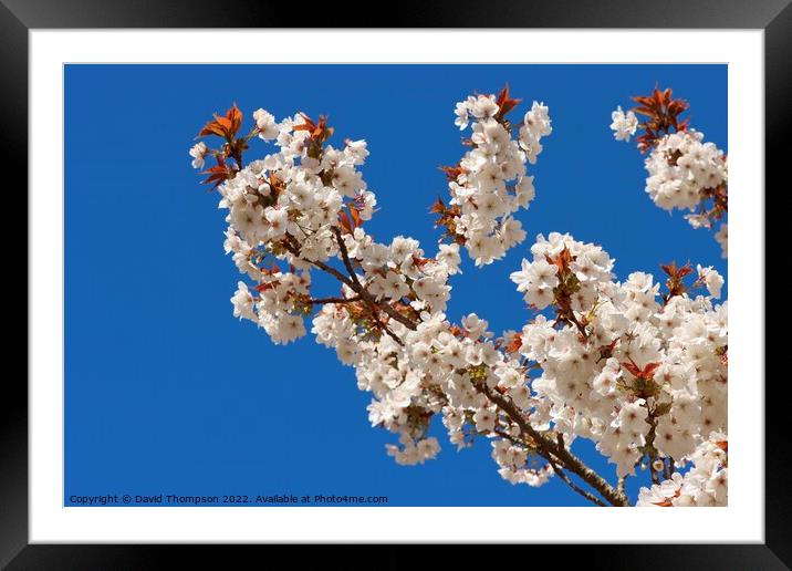 Cherry Blossom Framed Mounted Print by David Thompson