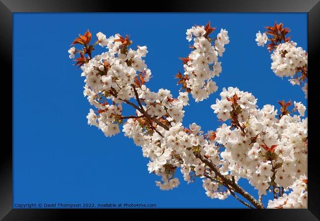 Cherry Blossom Framed Print by David Thompson