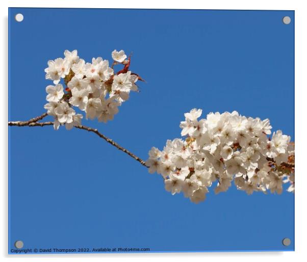 Cherry Blossom Acrylic by David Thompson