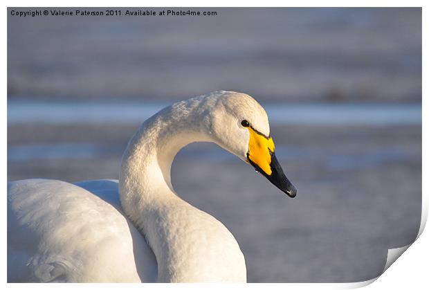 Icelandic Yellow Billed Swan Print by Valerie Paterson
