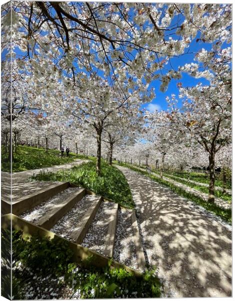 Cherry Blossom  Canvas Print by David Thompson