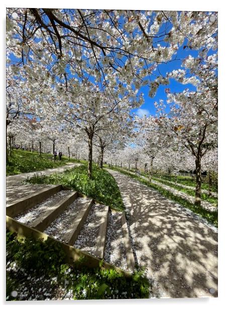 Cherry Blossom  Acrylic by David Thompson