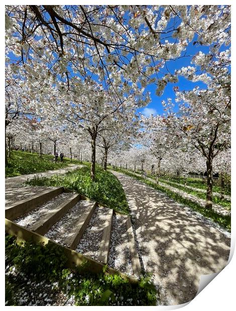 Cherry Blossom  Print by David Thompson
