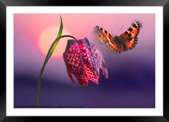 Coming In To Land Framed Mounted Print by Alison Chambers