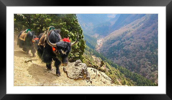 Yak on the track. Framed Mounted Print by Margaret Ryan