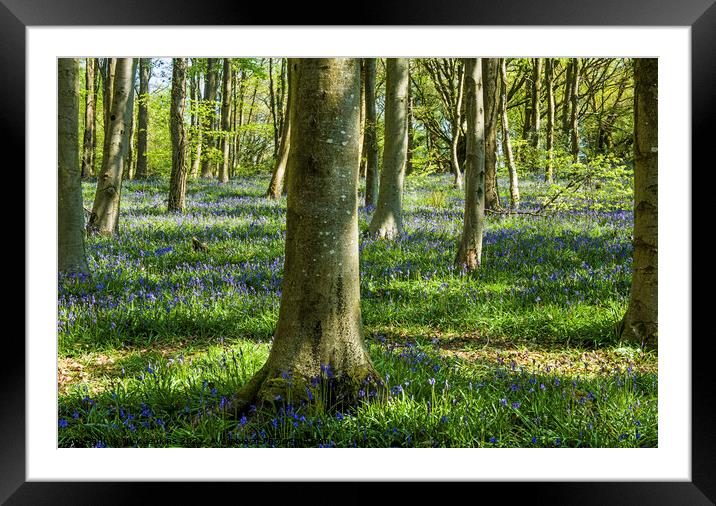Bluebells Coed Cefn Woods Crickhowell   Framed Mounted Print by Nick Jenkins