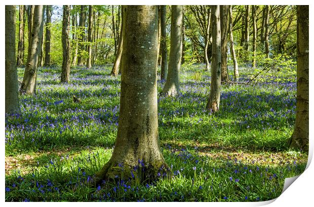 Bluebells Coed Cefn Woods Crickhowell   Print by Nick Jenkins