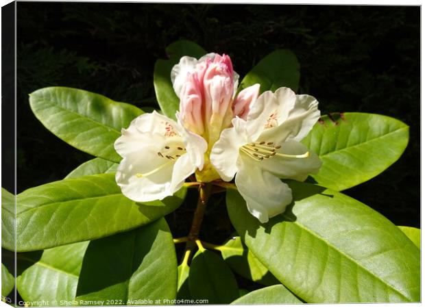 Rhododendron Canvas Print by Sheila Ramsey