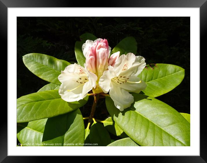 Rhododendron Framed Mounted Print by Sheila Ramsey
