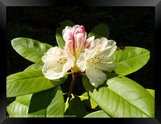 Rhododendron Framed Print by Sheila Ramsey