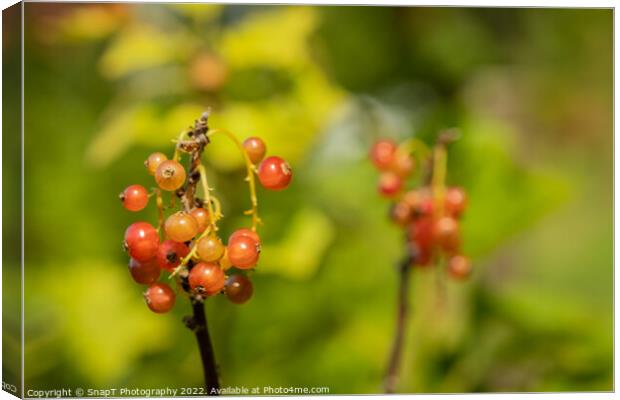 Close up of red currant fruits in the late afternoon summer sun Canvas Print by SnapT Photography