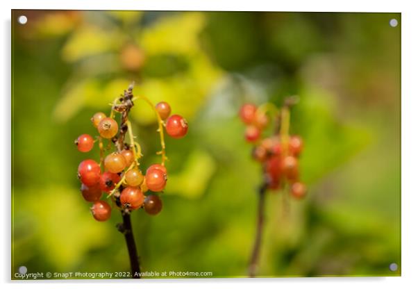 Close up of red currant fruits in the late afternoon summer sun Acrylic by SnapT Photography