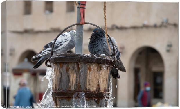 Pigeons playing a bucket of water from the Old Well in Souq Waqif in Doha, Qatar Canvas Print by SnapT Photography