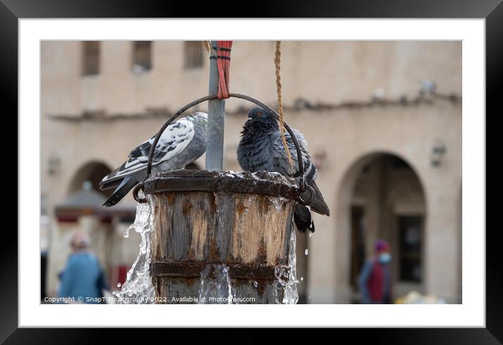Pigeons playing a bucket of water from the Old Well in Souq Waqif in Doha, Qatar Framed Mounted Print by SnapT Photography