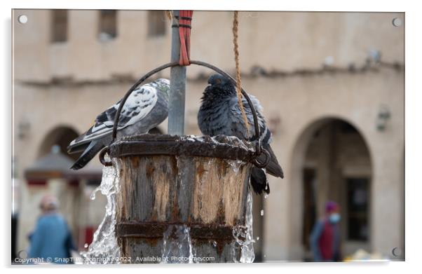 Pigeons playing a bucket of water from the Old Well in Souq Waqif in Doha, Qatar Acrylic by SnapT Photography