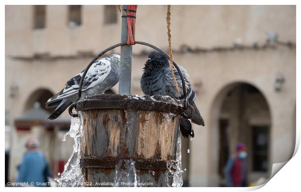 Pigeons playing a bucket of water from the Old Well in Souq Waqif in Doha, Qatar Print by SnapT Photography