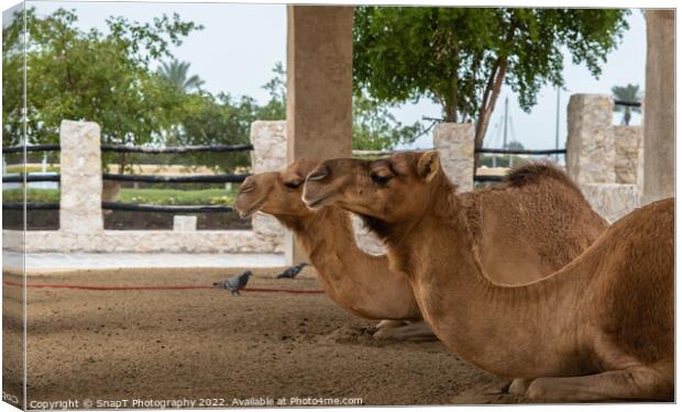 Two camels lying down, resting in doors at Souq Waqif, Doha, Qatar Canvas Print by SnapT Photography