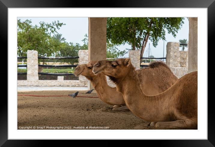Two camels lying down, resting in doors at Souq Waqif, Doha, Qatar Framed Mounted Print by SnapT Photography